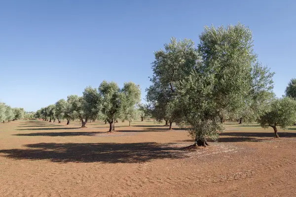 Grove of olive trees in Puglia, Italy