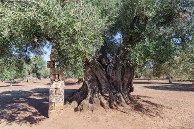 Asırlık ağaç gövdesi, Puglia, İtalya