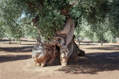 Asırlık ağaç gövdesi, Puglia, İtalya