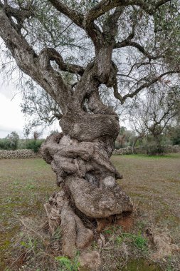 İtalya 'nın Puglia bölgesinde Xylella fastidiosa bakterisinin vurduğu asırlık zeytin ağacı.