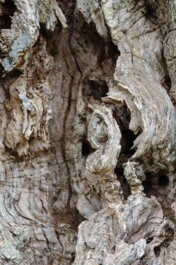 Eski bir zeytin ağacının gövde dokusuna