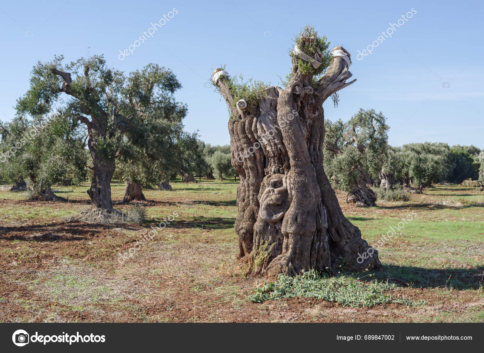 View Olive Trees Hit Bacteria Xylella Fastidiosa Lecce Puglia Region