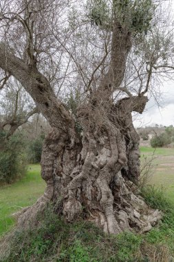 Yüzlerce yıllık zeytin ağacı (İtalya 'nın en yaşlı, 3000 yaşında), bakteriler tarafından vurulmuştur: Xylella fastidiosa, Borgagne, Salento, Puglia bölgesi, İtalya