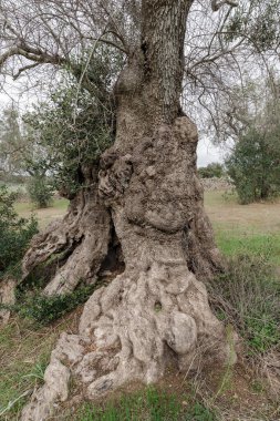 Yüzlerce yıllık zeytin ağacı (İtalya 'nın en yaşlı, 3000 yaşında), bakteriler tarafından vurulmuştur: Xylella fastidiosa, Borgagne, Salento, Puglia bölgesi, İtalya