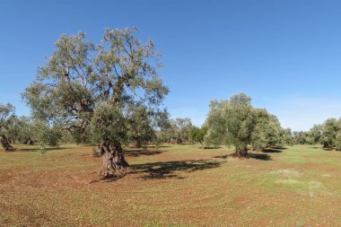 Puglia, İtalya 'da zeytin ağaçları koruluğu