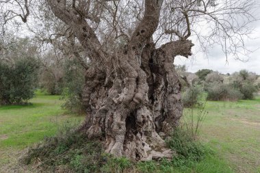 Yüzlerce yıllık zeytin ağacı (İtalya 'nın en yaşlı, 3000 yaşında), bakteriler tarafından vurulmuştur: Xylella fastidiosa, Borgagne, Salento, Puglia bölgesi, İtalya