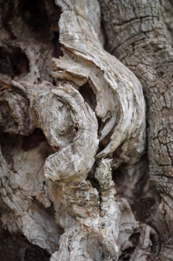Eski bir zeytin ağacının gövde dokusuna