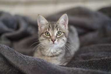 Yavru kedi 3 aydır evinde dinleniyor.