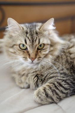 Evcil kedi yatakta yatıyor.