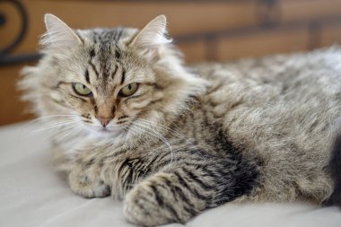 Evcil kedi yatakta yatıyor.