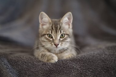 Yavru kedi 3 aydır evinde dinleniyor.