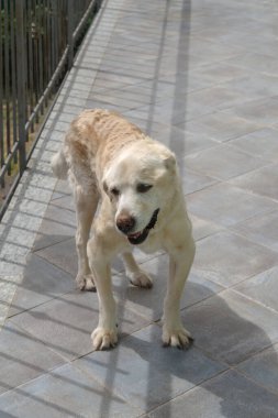 Kıdemli Labrador av köpeği 14 yaşında, evinin terasında.