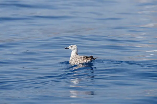 stock image Young seagull chick floats on the sea surface, Mediterranean sea, Italy