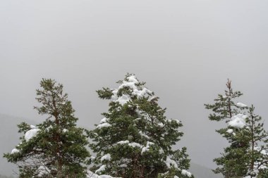 Büyük bir kar yağışı sonrası karla kaplı güzel çam ağaçları.