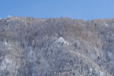 Karlı dağ ormanı manzarası