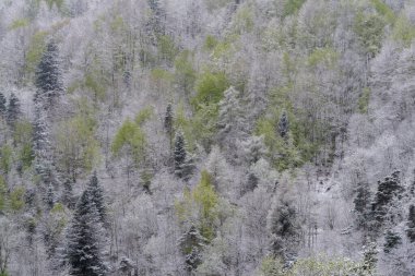 Nisan 'ın ilk günleri, İtalya' nın Ligurian Alpleri 'nde sıradışı bir kar yağışı sonrasında dağ ormanlarının manzarası yükseldi.