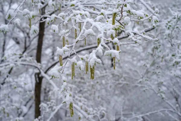 stock image Leaves are emerging to cover the snow as it falls after an unusual snowfall in for the first days of the spring in april