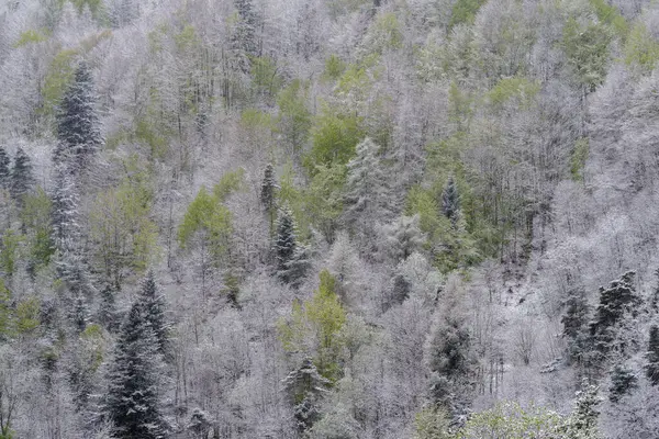 stock image Elevated view of mountain forest after an unusual snowfall in for the first days of the spring in april, Ligurian Alps, Italy