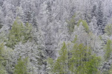 Nisan 'ın ilk günleri, İtalya' nın Ligurian Alpleri 'nde sıradışı bir kar yağışı sonrasında dağ ormanlarının manzarası yükseldi.