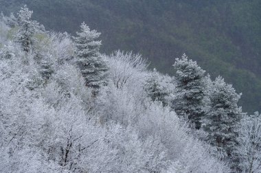 Elevated view of mountain forest after an unusual snowfall in for the first days of the spring in april, Ligurian Alps, Province of Imperia, Italy clipart