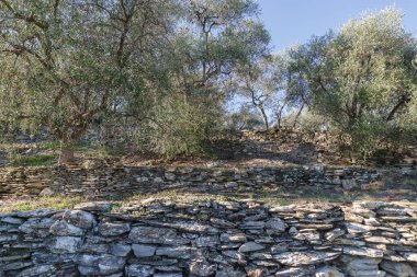 Teraslı taş duvarlar yamaç üzerinde zeytin ağaçları destek, Imperia Eyaleti, İtalya