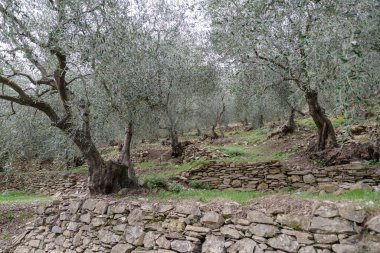 Teraslı taş duvarlar yamaç üzerinde zeytin ağaçları destek, Imperia Eyaleti, İtalya