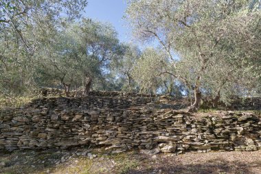 Teraslı taş duvarlar yamaç üzerinde zeytin ağaçları destek, Imperia Eyaleti, İtalya