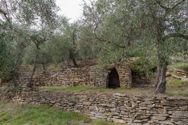 Teraslı taş duvarlar yamaç üzerinde zeytin ağaçları destek, Imperia Eyaleti, İtalya