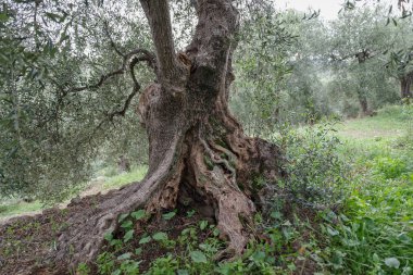Eski zeytin ağacı gövdesi kökleri ve dalları