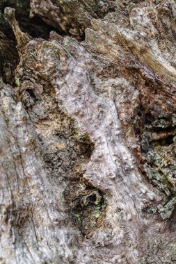 Eski bir zeytin ağacının gövde dokusuna