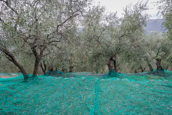 stock image Harvest time in olive garden. Province of Imperia, Italy