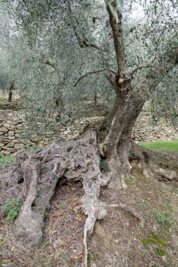 Eski zeytin ağacı gövdesi kökleri ve dalları