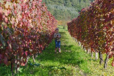 Küçük kız, 5 yaşında, sonbaharda üzüm bağları arasında.