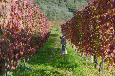 Küçük kız, 5 yaşında, sonbaharda üzüm bağları arasında.