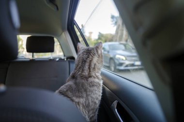 Güzel gri çizgili yetişkin bir kedi arabanın yolcu koltuğunda oturmuş pencereden yola bakıyor.