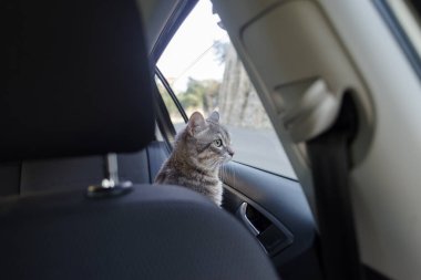 Güzel gri çizgili yetişkin bir kedi arabanın yolcu koltuğunda oturmuş pencereden yola bakıyor.