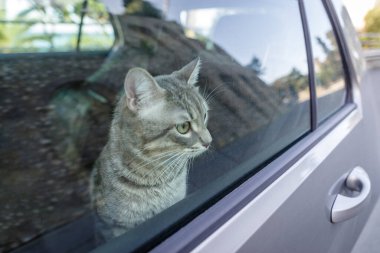 Güzel gri çizgili yetişkin bir kedi arabanın yolcu koltuğunda oturmuş pencereden yola bakıyor.