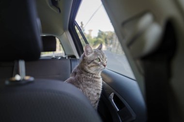 Güzel gri çizgili yetişkin bir kedi arabanın yolcu koltuğunda oturmuş pencereden yola bakıyor.