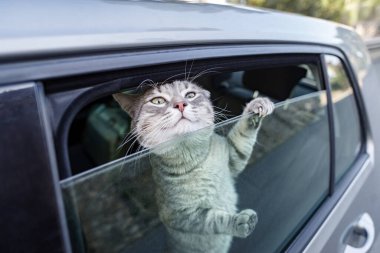 Kedi kafasını arabanın camından çıkarmış.