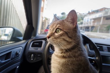 Güzel gri çizgili yetişkin bir kedi arabanın yolcu koltuğunda oturuyor.