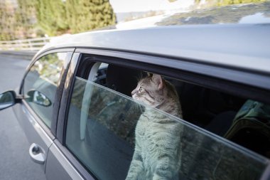 Kedi kafasını arabanın camından çıkarmış.