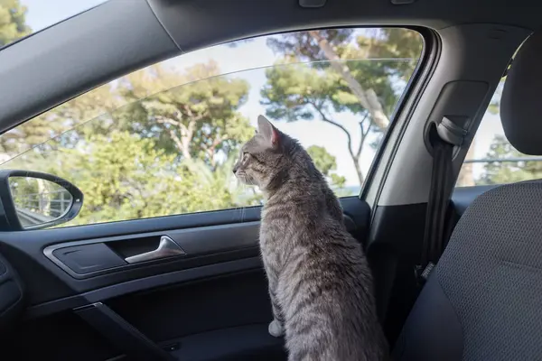 Güzel gri çizgili yetişkin bir kedi arabanın yolcu koltuğunda oturuyor.