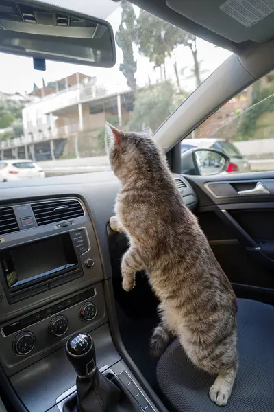 Güzel gri çizgili yetişkin bir kedi arabanın yolcu koltuğunda oturuyor.