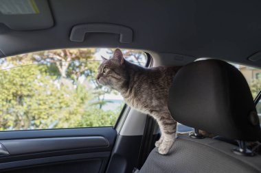 Güzel gri çizgili yetişkin bir kedi arabanın yolcu koltuğunda oturuyor.