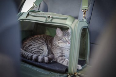 Arabanın yolcu koltuğunda evcil hayvan taşıyan kedi.