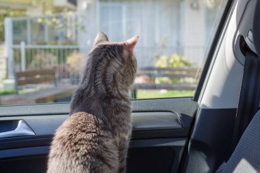 Güzel gri çizgili yetişkin bir kedi arabanın yolcu koltuğunda oturuyor.