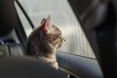 Güzel gri çizgili yetişkin bir kedi arabanın yolcu koltuğunda oturuyor.
