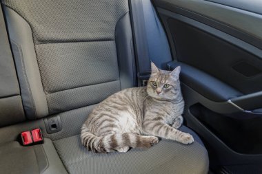 Güzel gri çizgili yetişkin bir kedi arabanın yolcu koltuğunda oturuyor.