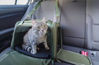 Arabanın yolcu koltuğunda evcil hayvan taşıyan kedi.