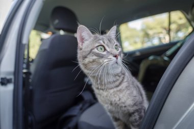 Gri kedi arabaya binmekten korkuyor.